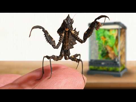 I Bought a Pet Predator... Online