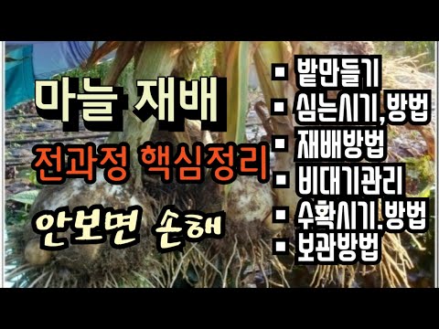 [25-7] Key points of the entire garlic cultivation process, essential cultivation video