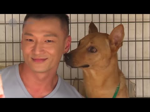 阿富汗獵犬怕醜點教好？多次被棄養嘅雪橇犬與林保怡的一天！【Eric Ko - 煉狗術師S1 - EP5 全集】