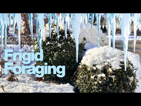 A foraging garden stroll 🥶