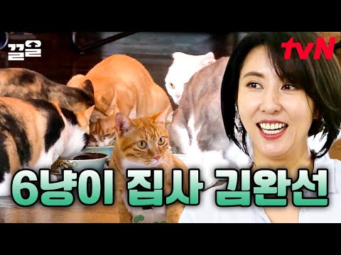 6마리 고양이 집사 ⭐김완선⭐ 많으니까 왕 귀여운 냥이들 ㅠㅠ ※심장 부여잡고 보세요※ | 대화가필요한개냥