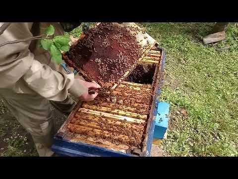 ЯК НАРОСТИТИ ТА  ЗБЕРЕГТИ  СІМЮ БДЖІЛ В РОБОЧОМУ СТАНІ  ДО АКАЦІЇ !!!