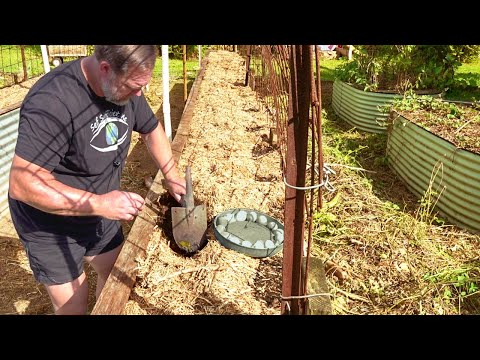 7 Things You Can BURY in the GARDEN to Improve the Soil