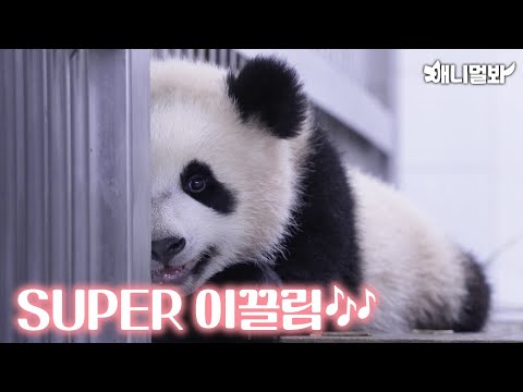 Live whatever.. Rui Bao sliding the tree..