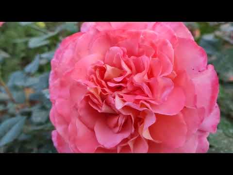 Цветет тимьян, колокольчики. Роза Айсфогель и Августа Луиза.