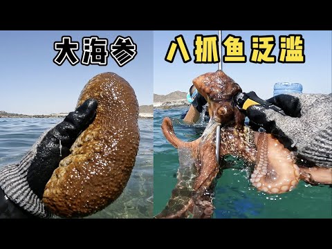 《环球探海记》阿曼 第51天：今天挑战下（1条几十斤的大海鳗），看看怎么把它收了！   #抓海参 #自由潜渔猎 #阿曼 #马西拉岛