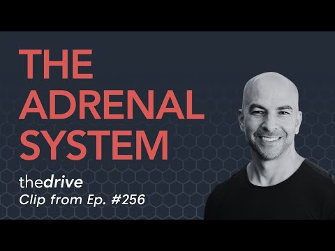 The adrenal system: how it works, cortisol, cortisone, common problems, and more | Peter Attia
