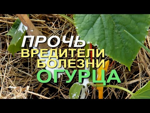 ЛУЧШЕ ПРЕДОТВРАТИТЬ БОЛЕЗНИ ОГУРЦА, ЧЕМ ПОТОМ ЕГО ЛЕЧИТЬ! Советы от ЗЕЛЕНОГО ОГОРОДА!