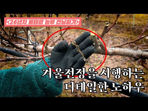 겨울전정을 시행하는 디테일한 노하우 | 26년차 베테랑 농부 컨닝하기