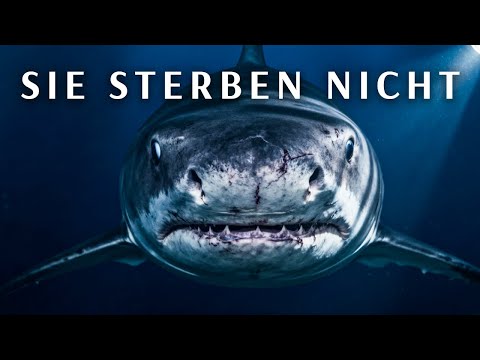 6 Tiere, die den Tod überlisten