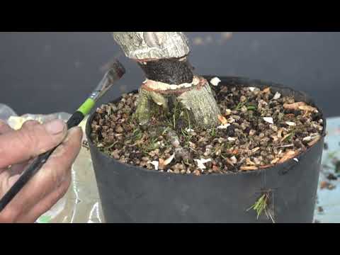 분재 취목의 정석