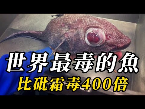 全世界最毒的10種魚類，第八名壹天蟄傷176人！第壹名可輕松毒殺30人，至今沒有解藥！#动物 #animals #知识渊博 #科普 #百科密码 #野生动物 #特有種 #寵物