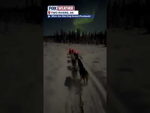 Aurora Borealis Guides Silver Ace Sled Dog Kennel Team On Training Run