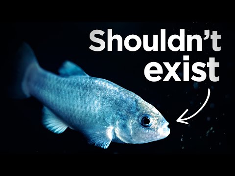 How The World’s Rarest Fish Survives In Death Valley