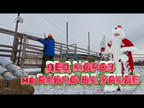 THE FOALS ARE TAKEN | WOLVES ARE NEARBY | NEW YEAR IS NEAR