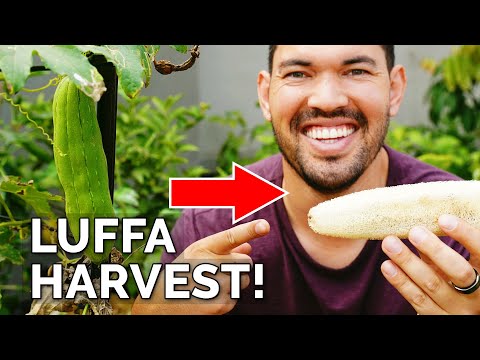 I Grew My Own Luffa Sponge | Luffa Gourd Harvest & Growing Tips