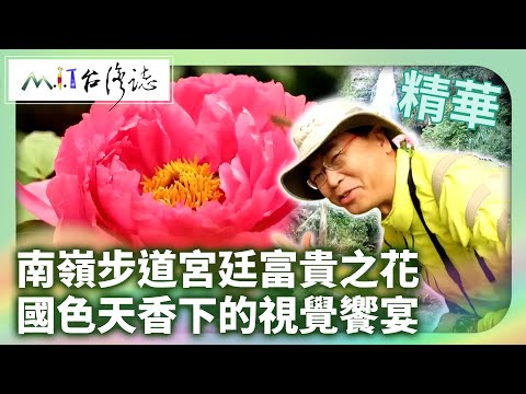 南嶺步道宮廷富貴之花 國色天香下的視覺饗宴｜南投縣竹山鎮 麥覺明【@ctvmit870集】