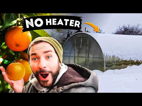$1000 Greenhouses Grow Oranges Without Heating in Snow