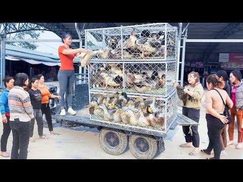 Harvest Duck After 4 Months of Raising. Use 3-Wheeled Truck To Transport Many Duck Go To Market Sell