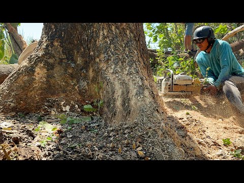 The last tree is very troublesome ‼️ Cut down 2 trembesi trees in the sugar field.