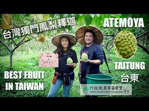 I ❤️  ATEMOYA: TAIWAN’S VERY OWN FRUIT CREATION | 台灣獨門鳳梨釋迦