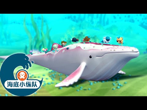 海底小纵队 - 拯救海洋哺乳动物 🐋⛑️ | 集完整版