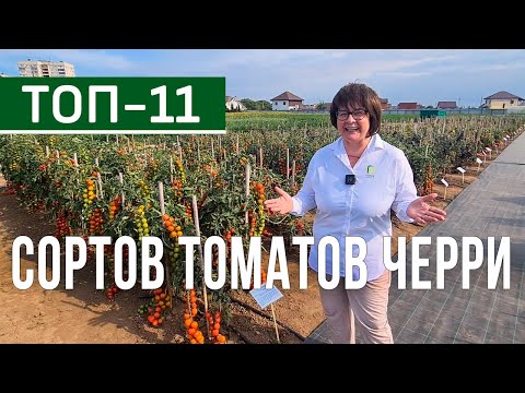 The best cherry tomato varieties and hybrids for outdoor cultivation. Fruitful and delicious cher...
