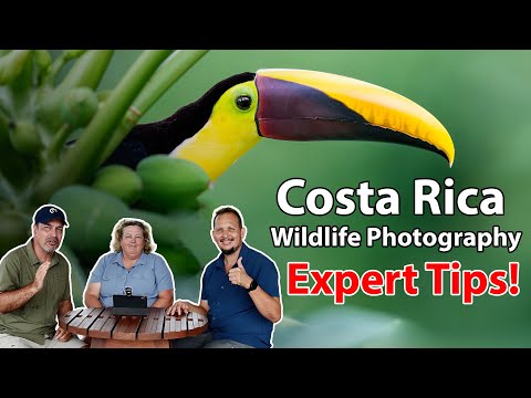 Costa Rica Wildlife Photography: Expert Advice