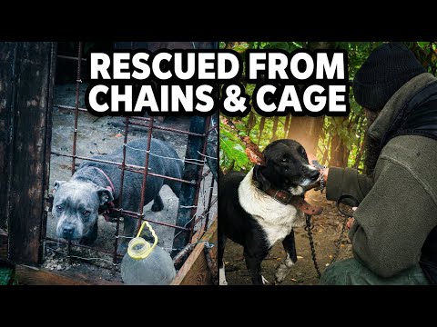 Nach Jahren in Ketten gerettet – Ihre ersten Momente der Freiheit