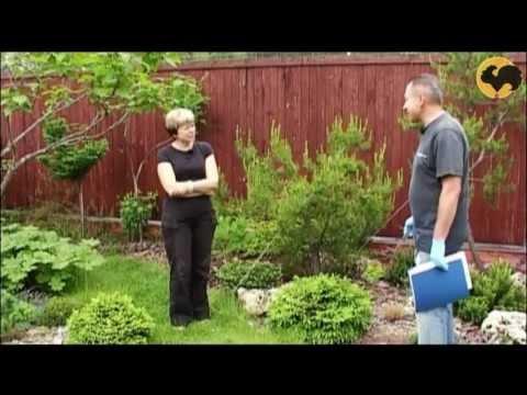 Сосны в саду-1 Ландшафтные хитрости 68