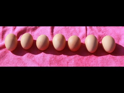 Мыть или не мыть инкубационное яйцо? Вот в чем вопрос?