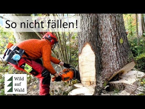 🌲Felling escalates - from valuable timber to DEATH TRAP #wildaboutforest
