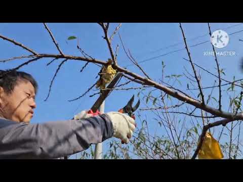 peach tree pruning