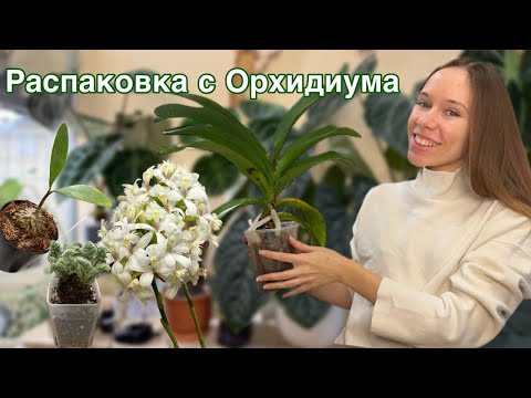 A gift from @danaprotasova and purchases from Orchidium | New orchids in the collection