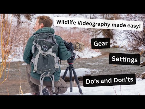Instantly improve your Wildlife Videography by doing these things. Gear, Settings and much more!