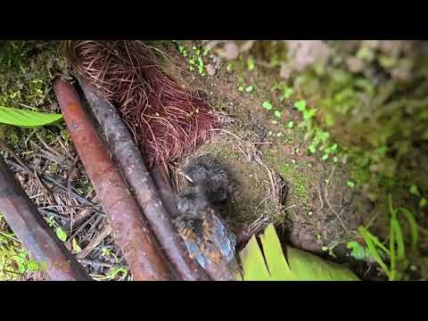 Cuckoo pushes chick nonstop, high energy—guardrail saves the day.杜鹃鸟无限循环推小鸟，精力旺盛，幸亏护栏是靠谱的