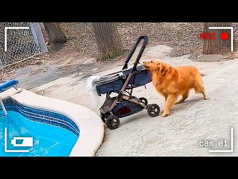 Proof That We Don’t Deserve Dogs