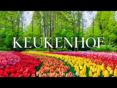Keukenhof 4K - A Floral Wonderland Blooming in the Heart of the Netherlands - Piano Music