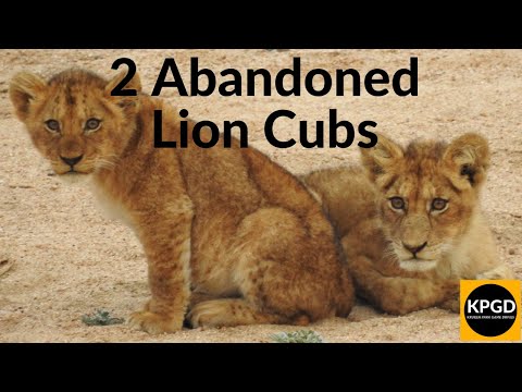 2 Abandoned Lion Cubs - What Happens Next? | Kruger National Park