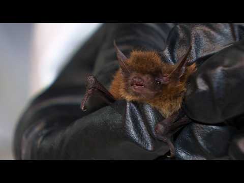 Land & Sea: Bats on the Brink
