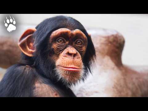 Chimpanzees: Can They Survive in the Wild? | Wildlife Documentary