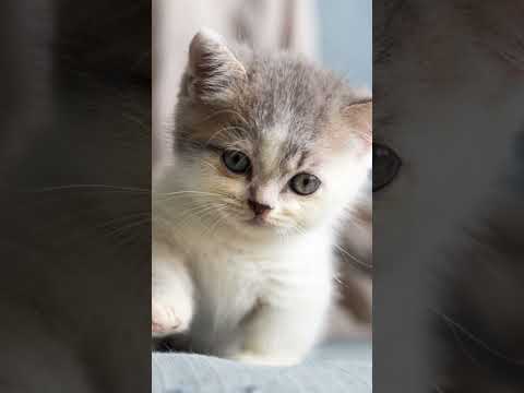 subscribe all friends #cutecat #cat #automobile