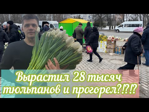 Вырастил 28 тысяч тюльпанов и прогорел !?!?!