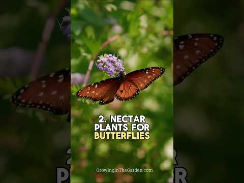 How to Attract Butterflies: 4 Essentials