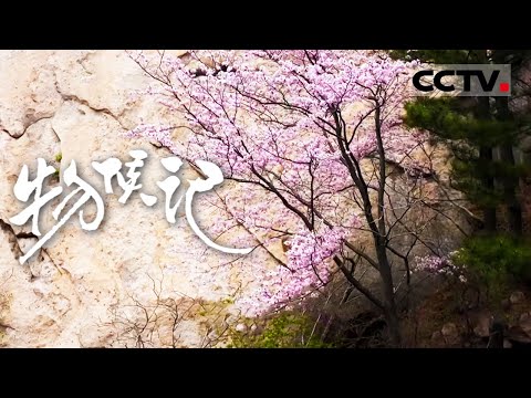 《物候记》二十四节气奏响自然协奏曲！指引着中华大地无数生命的勃发与脉动【CCTV纪录】