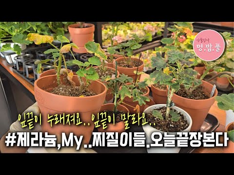 제라늄,잎마름현상&제라늄누런잎원인 #찌질이제라늄