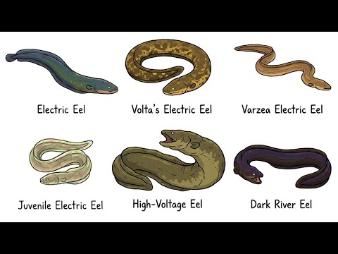 Every Electric Eel Explained in 9 Minutes