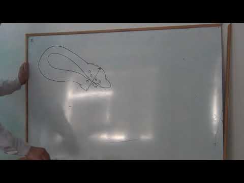 Echosemiotics of Structural Changes in the Pelvic Organs. Part 3