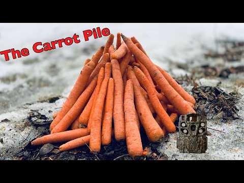 What Happens to 30LBS OF CARROTS Left in the Woods? Let's find out! - Trail Camera