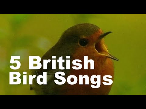 5 British bird songs